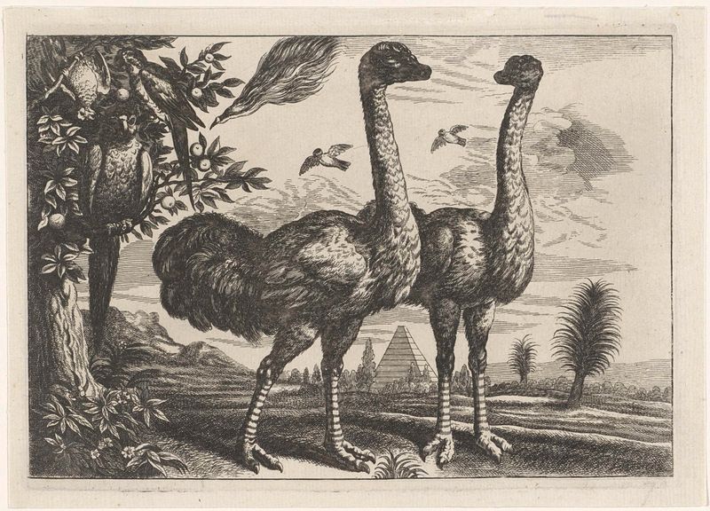 Struces y loros en una aguafuerte de Robert Gaywood