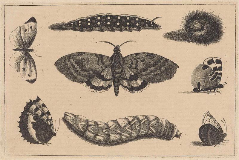Grabado de Wenceslaus Hollar que muestra orugas y mariposas