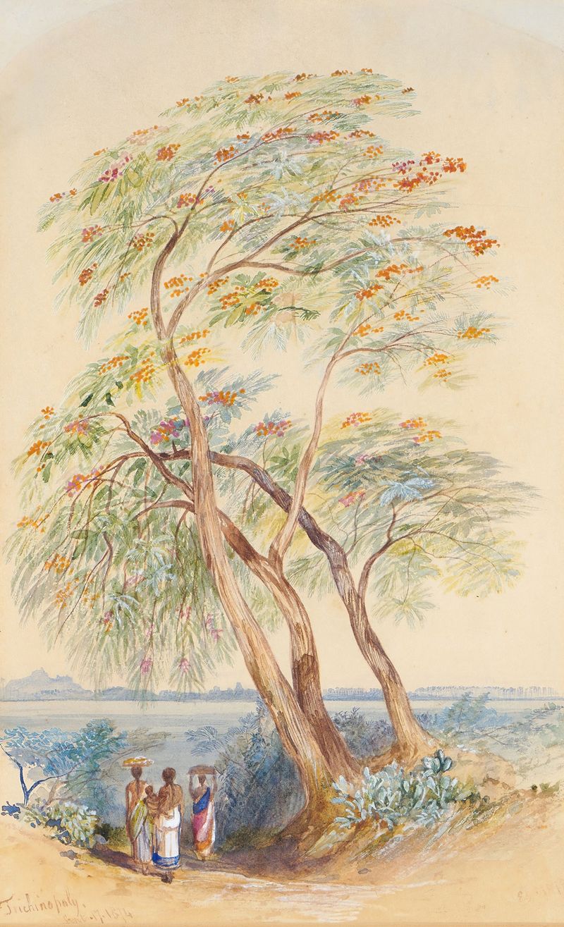 Aquarela de Edward Lear retratando uma árvore majestosa com folhagem contra um céu sereno.