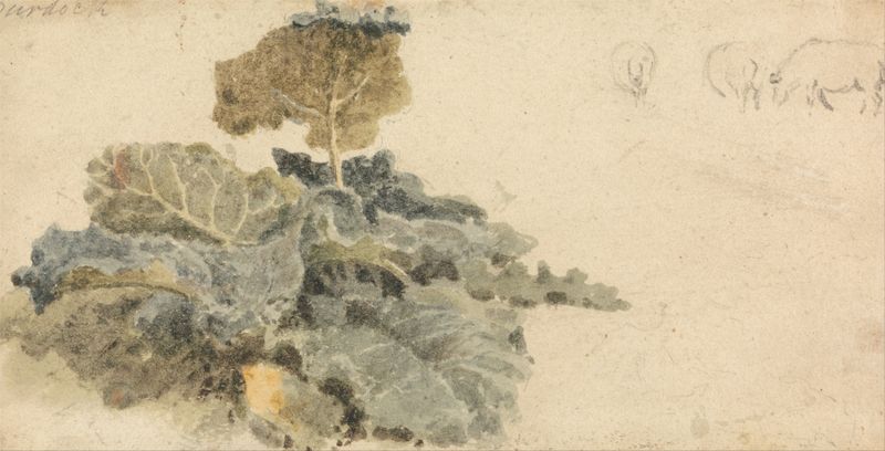 Burdock leaves in watercolor by Peter DeWint