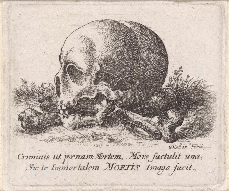 Grabado Schedel en beenderen de Wenceslaus Hollar que representa un cráneo y huesos