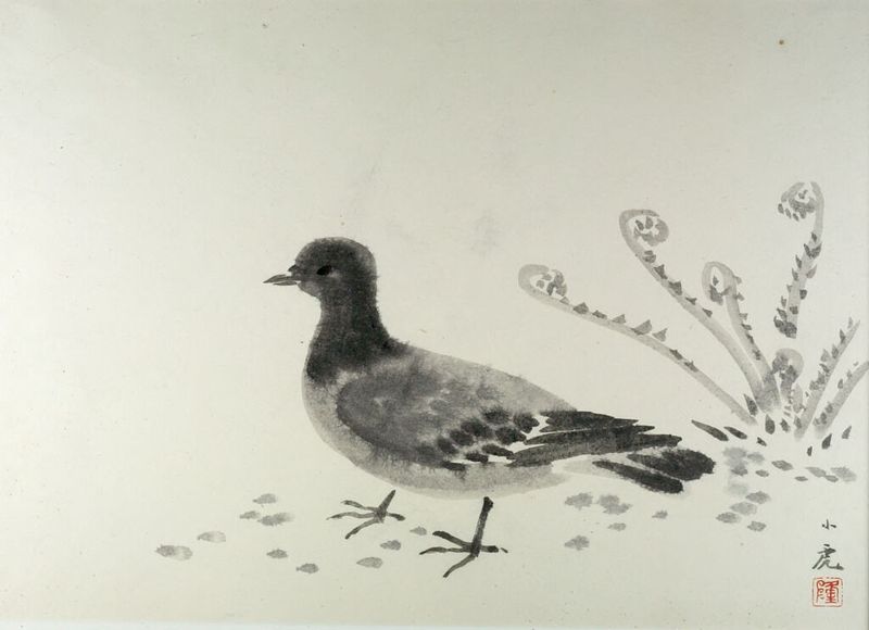 Pigeon by Kawasaki Shōko, ink on paper, featuring delicate gray and white feathers