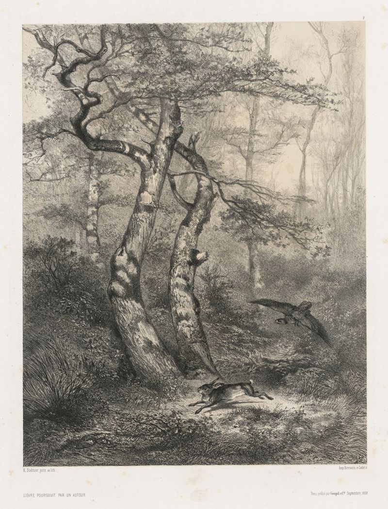 Hare Pursued by a Goshawk, 1858 by Karl Bodmer, depicting a hare fleeing from a goshawk, oil painting
