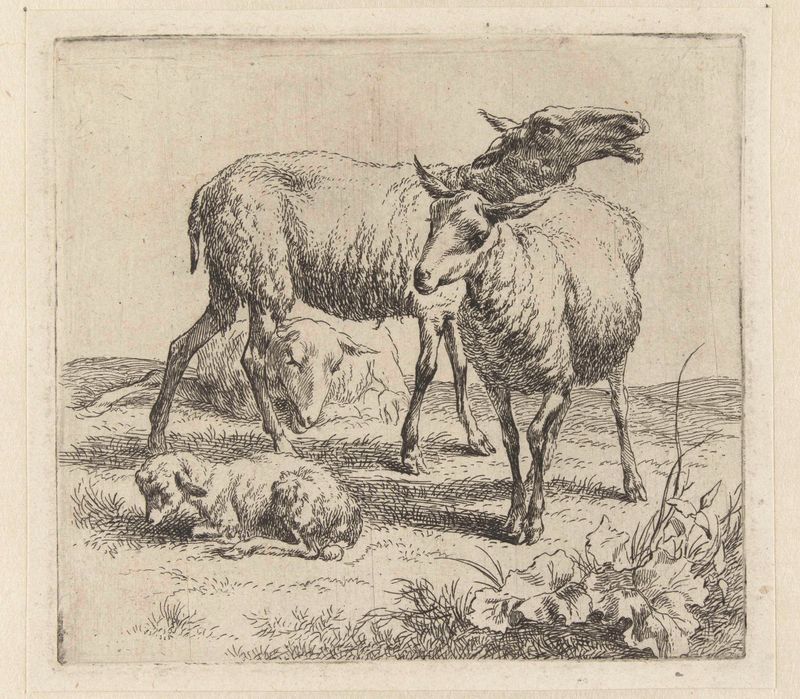 Cena pastoral com ovelhas e um cordeiro, gravura de Nicolaes Pietersz Berchem
