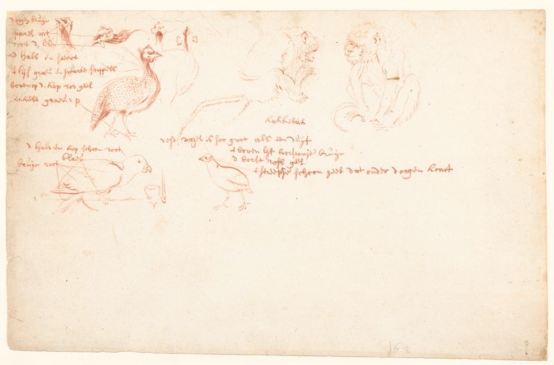 Estudio de dos monos y varios pavos reales, papel, Autor Desconocido