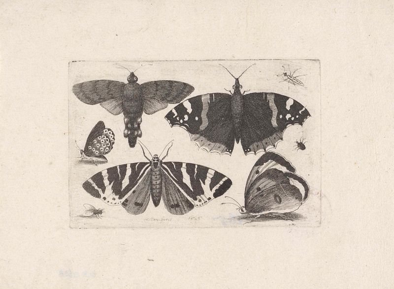 Grabado de Wenceslaus Hollar que representa cuatro mariposas e insectos