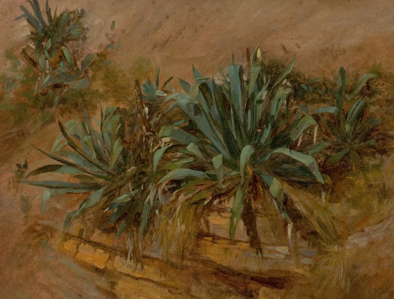Study of Plants on a Rocky Wall by Thomas Hiram Hotchkiss, watercolor on paper depicting plants on a rocky surface.