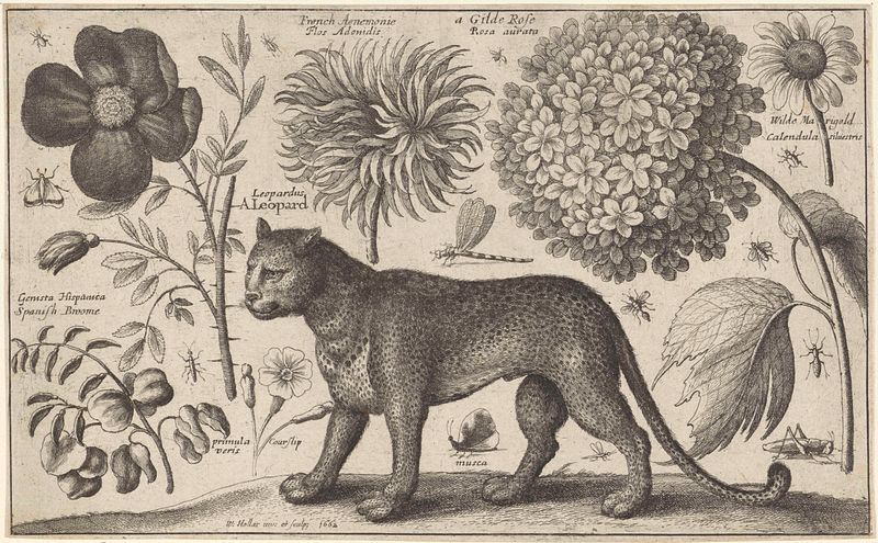 Gravura de Wenceslaus Hollar apresentando um leopardo com flores e insetos