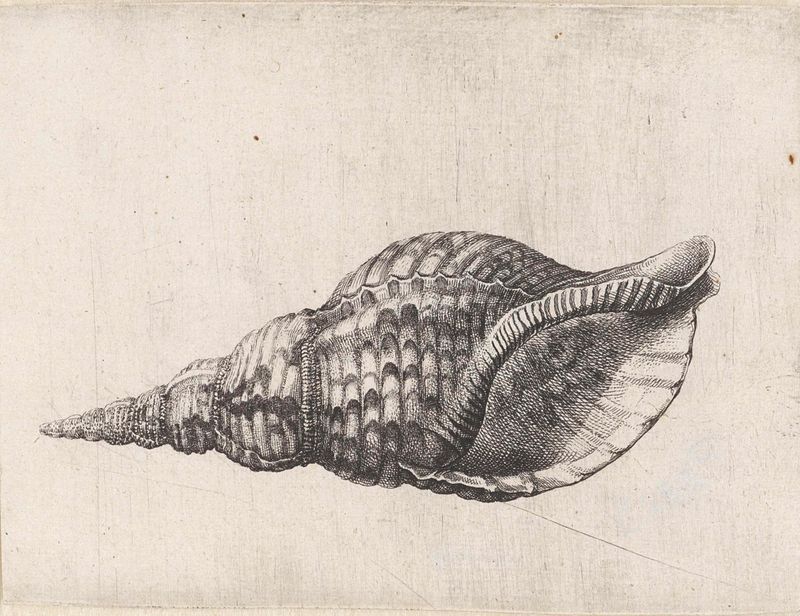 Grabado de la concha charonia tritonis de Wenceslaus Hollar