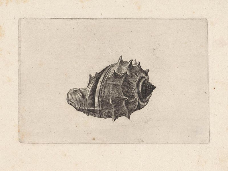 Grabado de una berenjena de Wenceslaus Hollar, destacando la luz y la sombra.