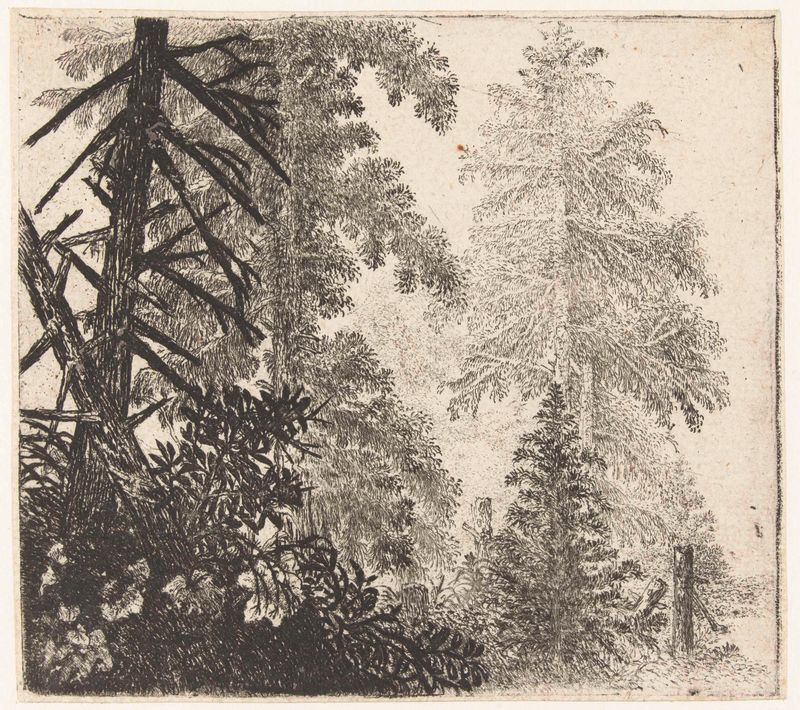 Landscape with two evergreens, etching by Jan van Brosterhuyzen