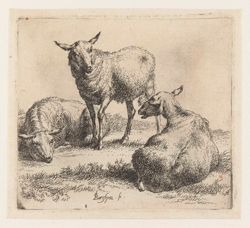 Três ovelhas descansando em um pasto, gravura de Nicolaes Pietersz Berchem