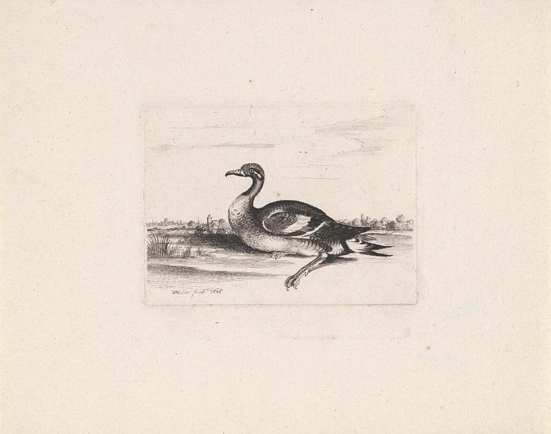 Gravura de um pássaro aquático por Wenceslaus Hollar, mostrando detalhes intrincados das penas.