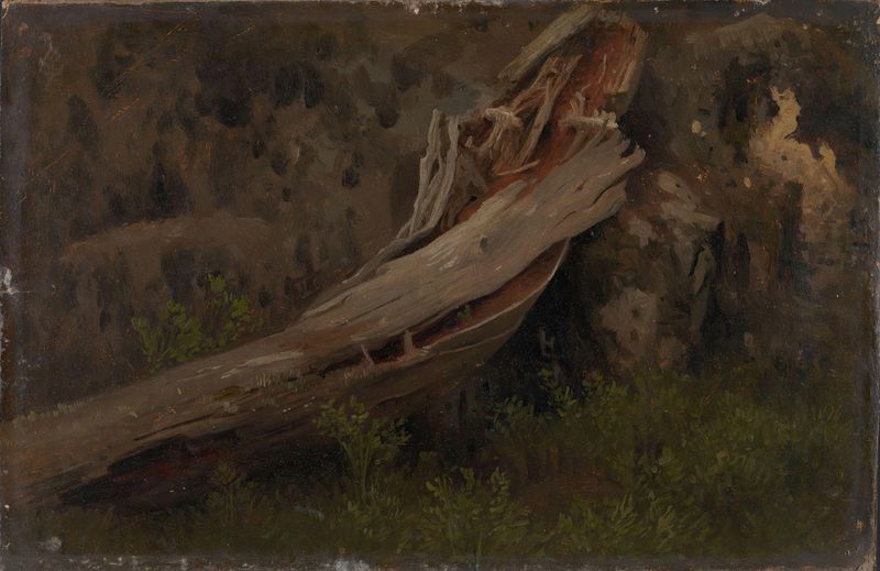 Estudio de un tronco en descomposición de August Cappelen, mostrando madera retorcida en un medio desconocido.