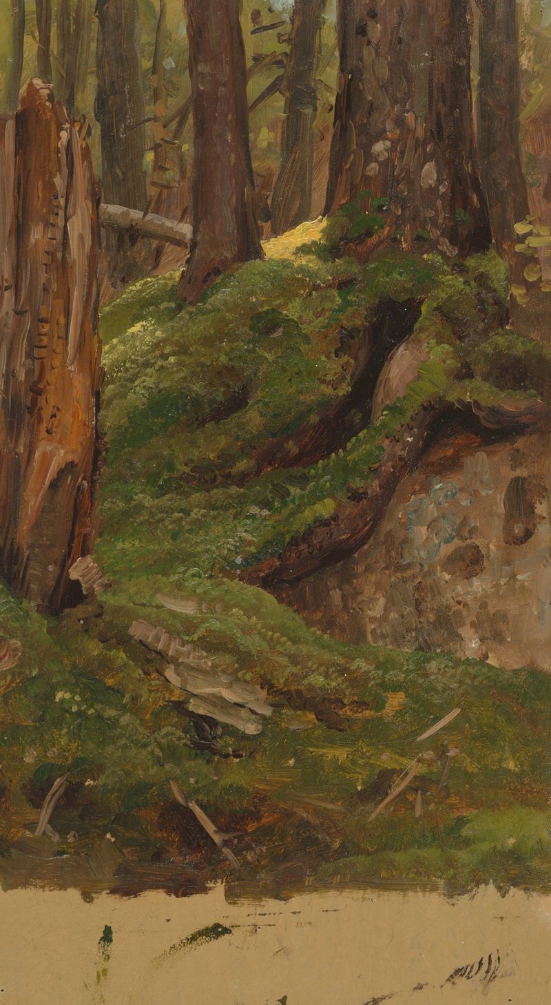 Maine Woods pintura a óleo de Frederic Edwin Church retratando uma floresta exuberante com pinheiros altos.