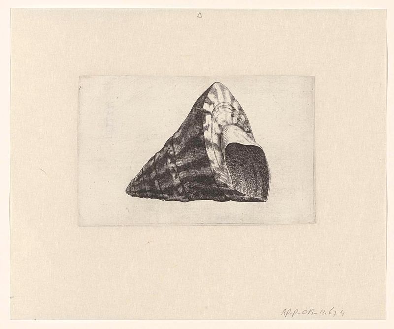 Gravura de uma concha trochus niloticus de Wenceslaus Hollar