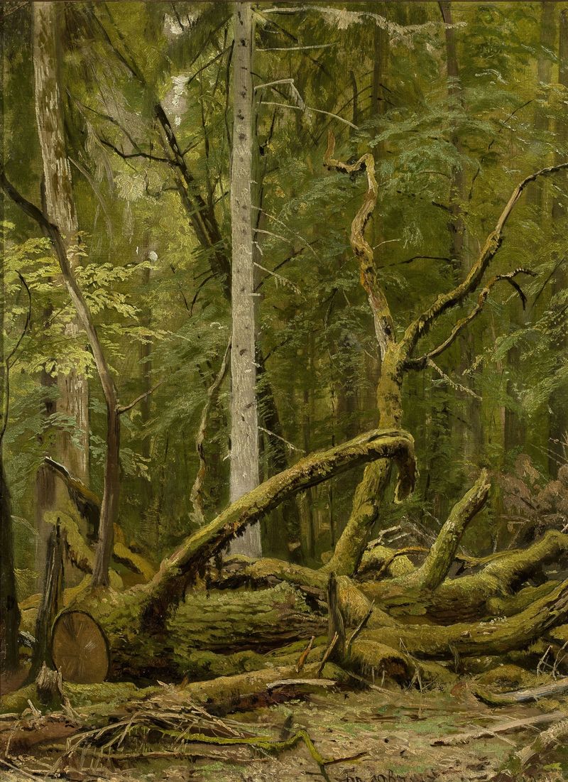 Cut down oak by Ivan Ivanovich Shishkin, oil on canvas depicting a felled tree in a forest.