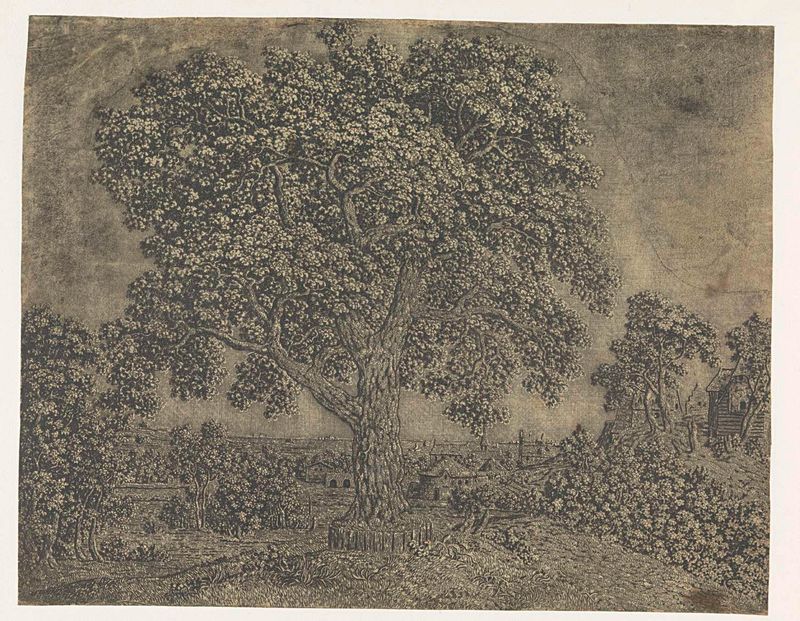 Gravura de Hercules Segers mostrando um denso dossel de árvores com linhas intrincadas