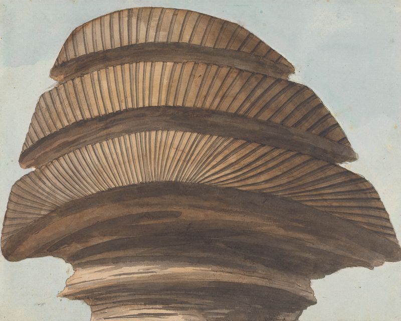 Back view of the Sphinx's head, engraving by Willey Reveley