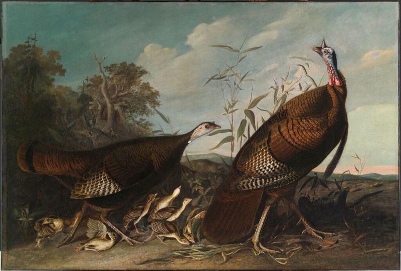 Wild Turkey Cock, Hen, and Chicks, oil on canvas by John James Audubon
