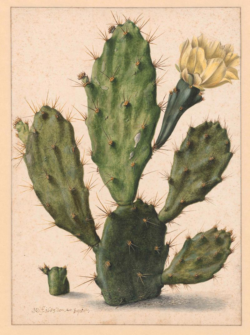 Botanical drawing of pear cactus flowers by Herman Saftleven on paper