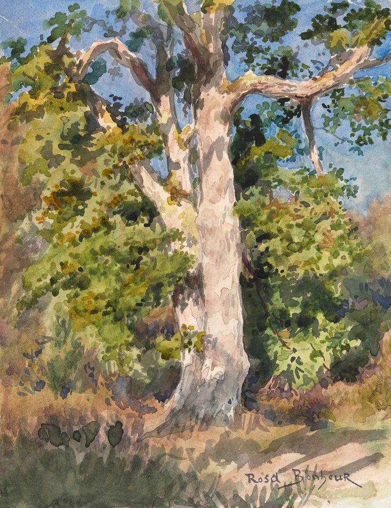 Tree Study by Rosa Bonheur, watercolor on paper depicting trees and branches