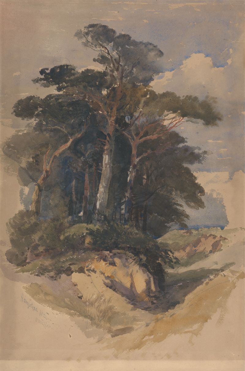 Pines on Hampstead Heath, óleo sobre lienzo de William James Müller