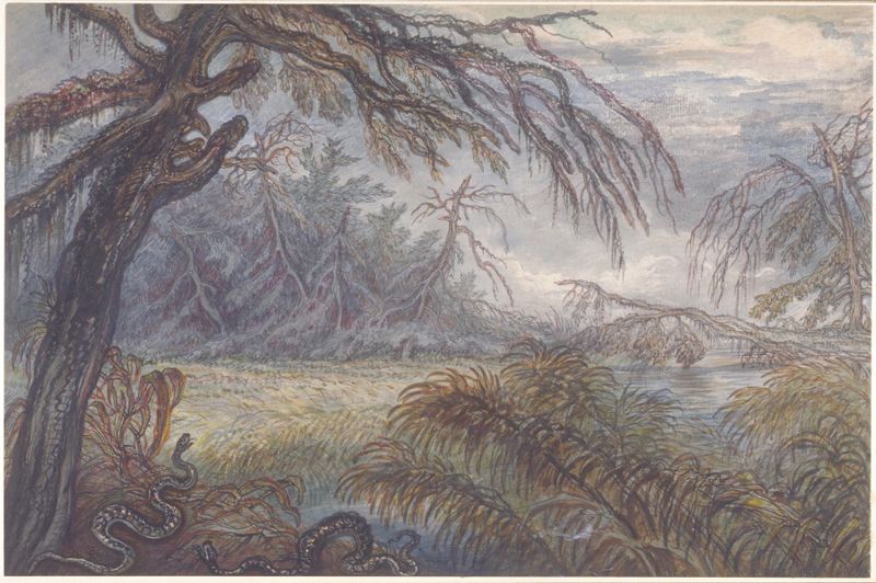 Forest and Swamp de Raphael Lamar West, óleo sobre tela, retratando árvores escuras e luz filtrada