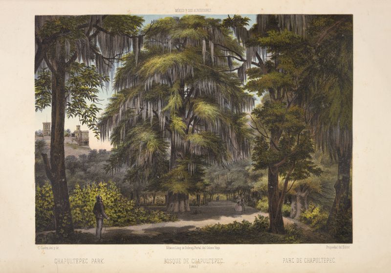 Paisagem de Chapultepec Park de C. Castro, pintura a óleo com vegetação vibrante e luz.