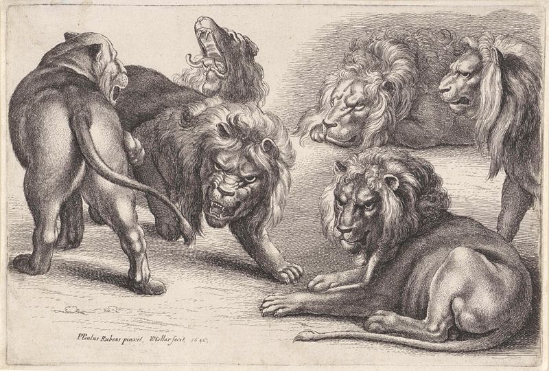 Grabado de Wenceslaus Hollar que representa una leona con su manada