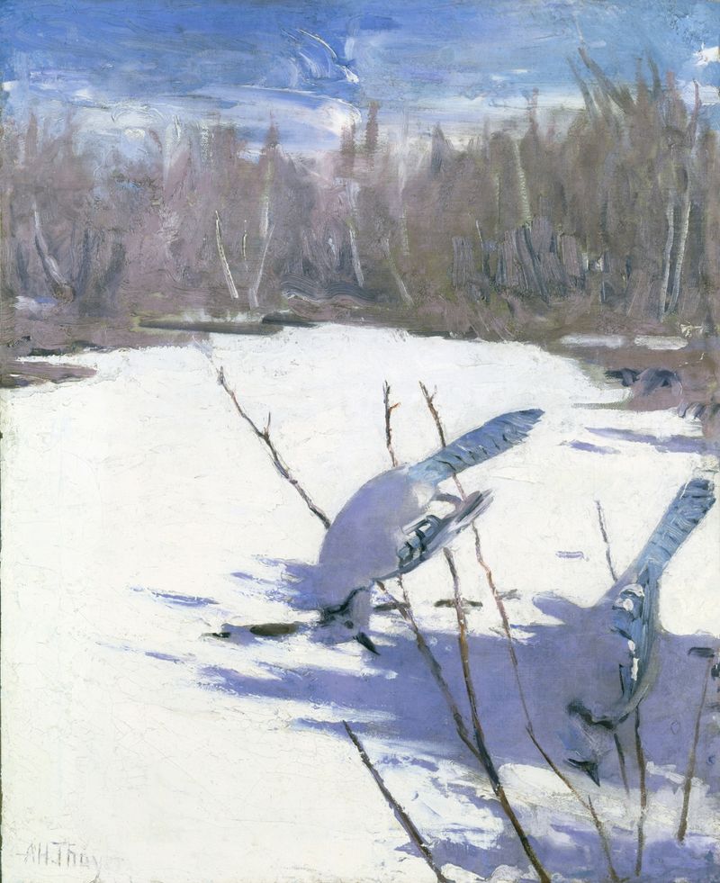 Blue Jays In Winter, óleo sobre tela de Abbott Handerson Thayer, representando um jay azul em uma paisagem de inverno.