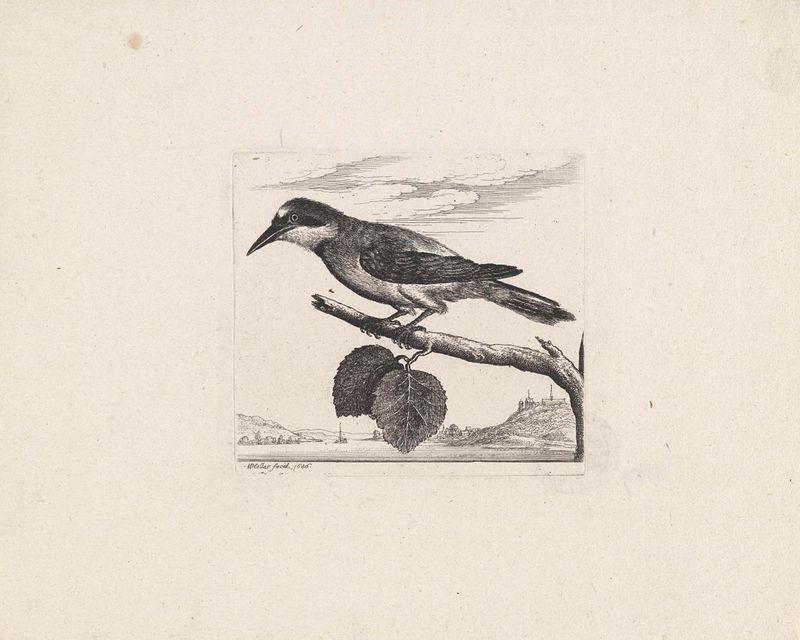 Gravura de Wenceslaus Hollar mostrando um jay com penas azuis intrincadas.