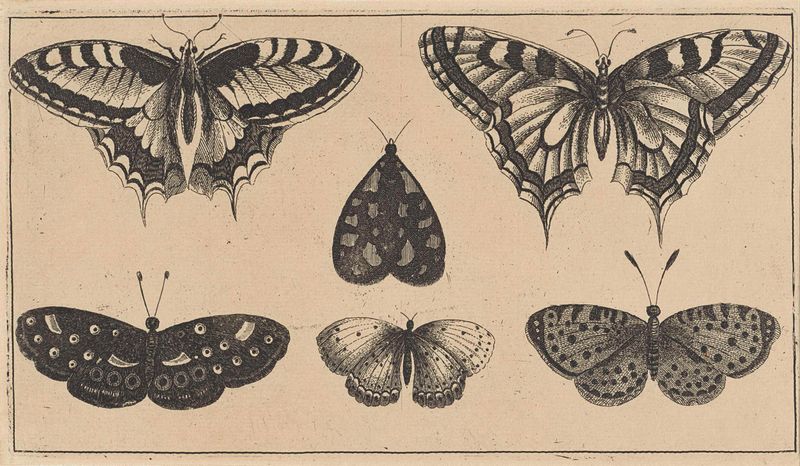Cinco borboletas em um tableau sereno, gravura de Wenceslaus Hollar